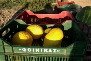 photo-6--2-thumb-large