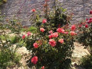 11535875_413019812233368_2414774903905155604_n