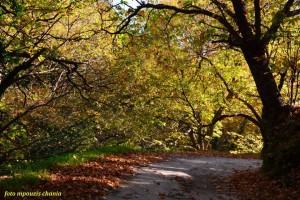 11027494_857271111046864_6243701234183409133_n