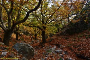 11168495_857271851046790_1765826671330322293_n