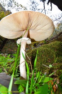 12003863_857270821046893_3771498404691404525_n