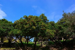 12227619_857271561046819_3285014834101231915_n