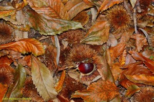 12249913_857270847713557_6788484650563161752_n