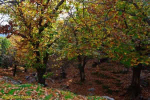 12274468_857271751046800_9215391387650839174_n