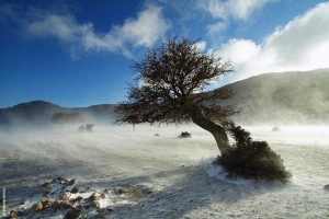 Με τον υδράργυρο να έχει πέσει πολλούς βαθμούς κάτω από το μηδέν και τον μανιασμένο άνεμο να σηκώνει το χιόνι στο οροπέδιο Ομαλού, αυτό το μοναχικό δέντρο δίνει λυσσαλέο αγώνα για να κρατηθεί στο χώμα, δηλαδή στη ζωή