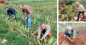 Από όλη την Κρήτη 117 αγρότες που καλλιεργούν αλόη, φραγκόσυκα, αρωματικά φυτά, ίδρυσαν τον δικό τους συνεταιρισμό με την ονομασία «Μινωική Γη» και κατάφεραν να γίνουν ο μεγαλύτερος του νησιού
