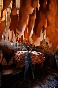 pegasus_LARGE_t_242261_54631435