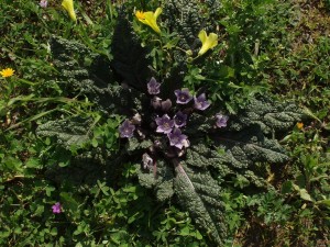 12799130_1014761581936474_284527105540587377_n