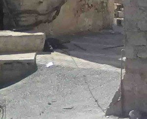 SfentyliIrakleiouKritisRotvailer-1