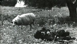 11667522_10153420586634933_817996449164124749_n